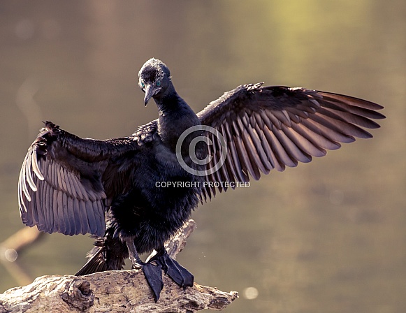 Little Black Cormorant Little Black Cormorant