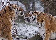 Two Amur Tigers