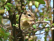 Chipmunk In Quince