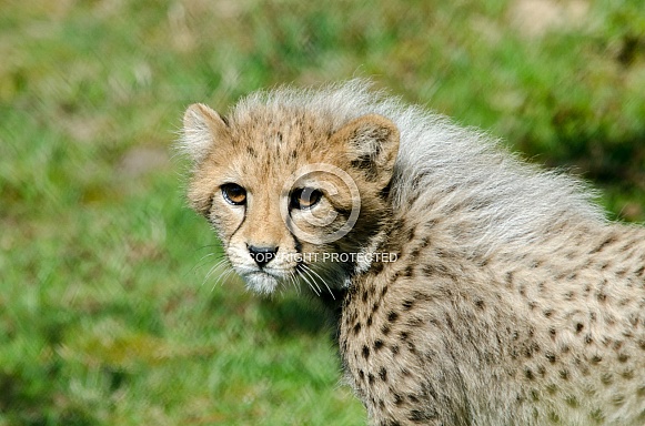 Cheetah cub