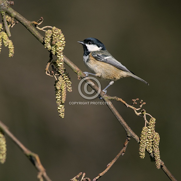 Coal tit