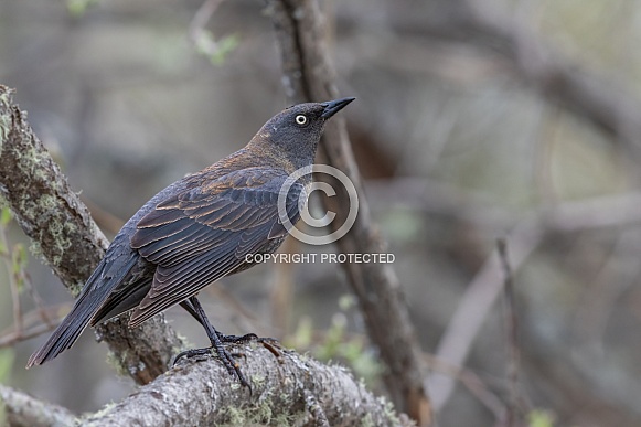 A Female Rusty Blackbird in Alaska A Female Rusty Blackbird in Alaska