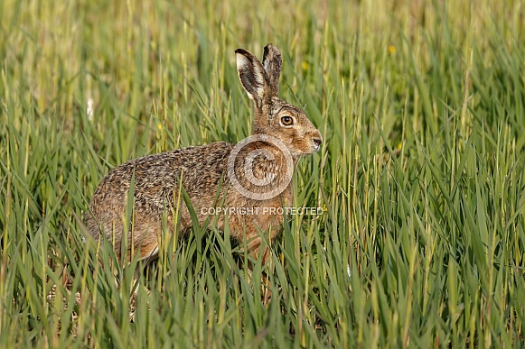 Hare Hare