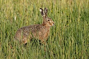 Hare