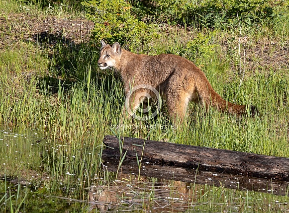 Juvenile Mountain Lion