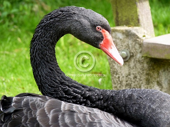 Black Swan Black Swan
