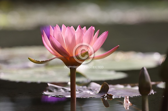 Water lily Water lily