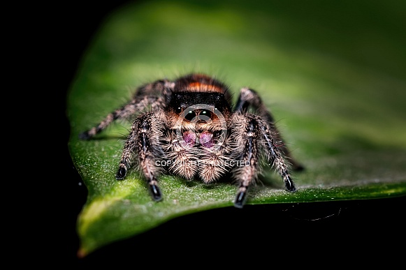 Jumping Spider