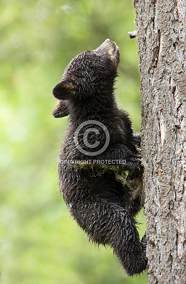 Black bear cub