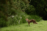 red Fox