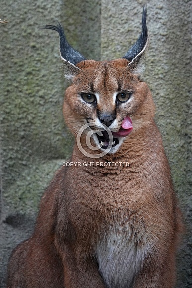 Caracal Caracal