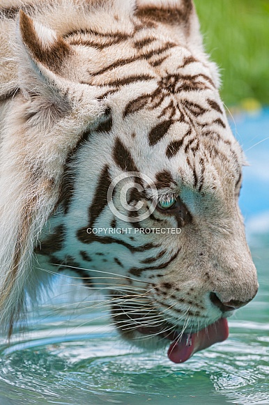 White Tiger Drinking