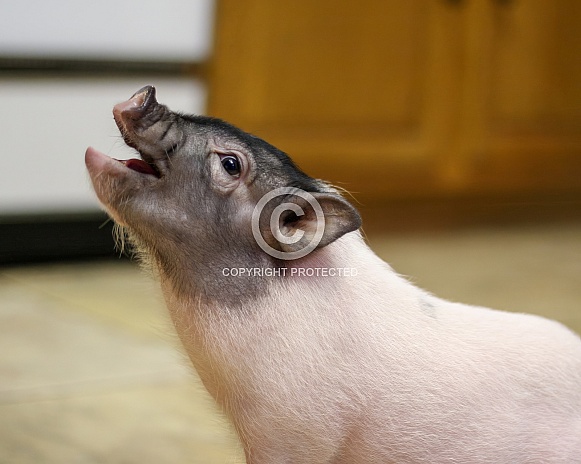 Baby pig looking for food