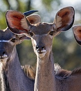 Female Kudu - Okavango Delta - Botswana