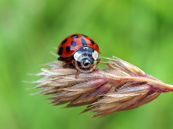 Lady bug (Coccinellidae)