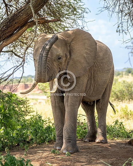 Young bull elephant in the shade