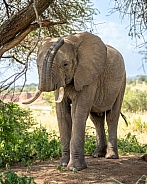 Young bull elephant in the shade