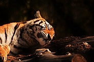 Sleeping Amur Tiger.