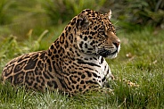 Jaguar Lying In Grass