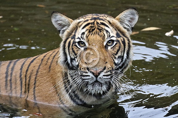 tigers