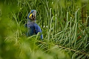Hyacinth macaw in the nature habitat
