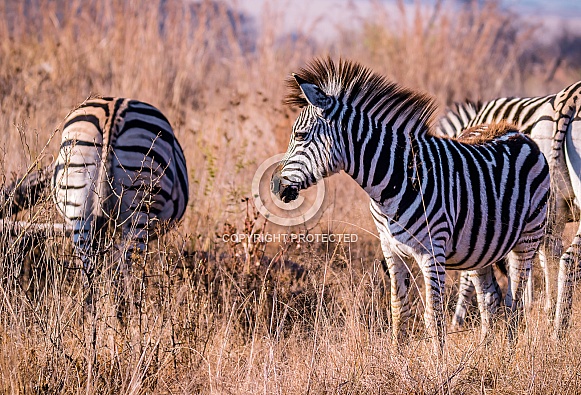 Zebra