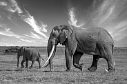 African Bush Elephant