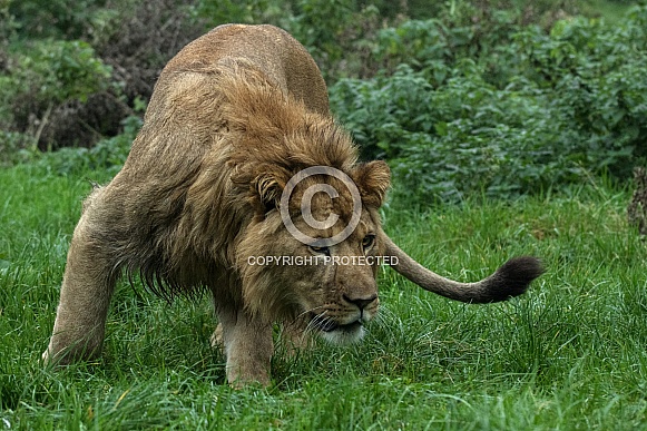 Young African Lion Young African Lion