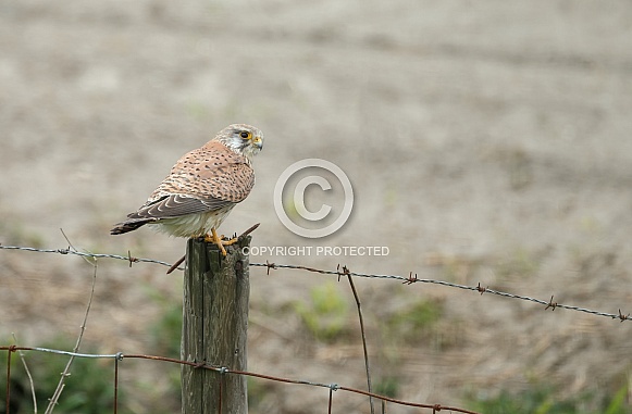 The common Kestrel