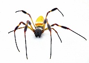 golden silk orb weaver or banana spider - Trichonephila clavipes - large adult female isolated on white background top front view facing camera