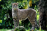 Cheetah