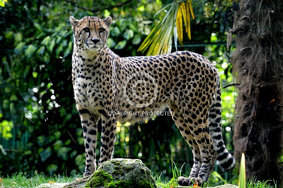 Cheetah