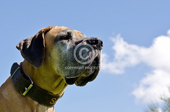 Great Dane Great Dane