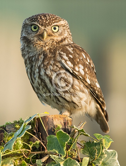 Little Owl