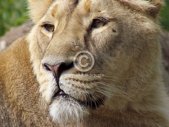 Lioness