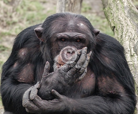 Chimpanzee