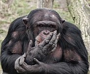 Chimpanzee