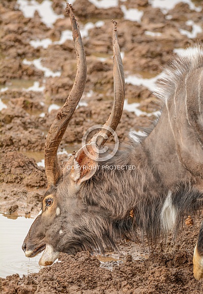 Nyala bull drinking