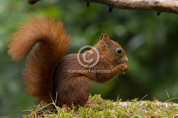 Red Squirrel