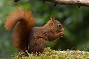 Red Squirrel