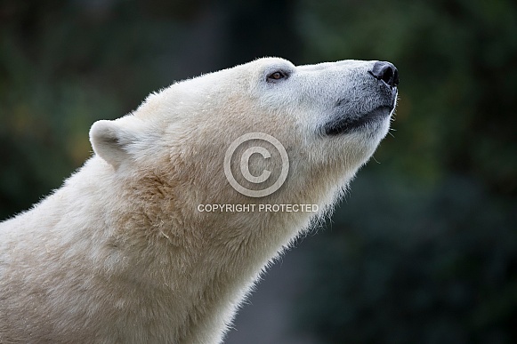 Polar Bear (Ursus maritimus) Polar Bear (Ursus maritimus)