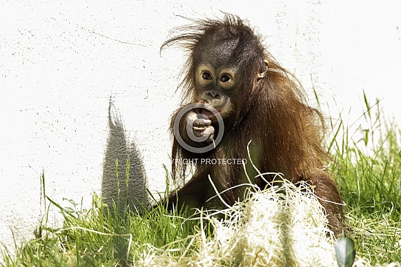 Baby Bornean Orangutan