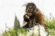 Baby Bornean Orangutan
