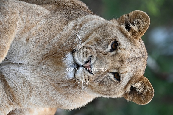 African Lion
