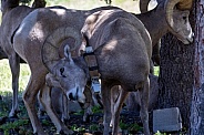 Big Horn Rams