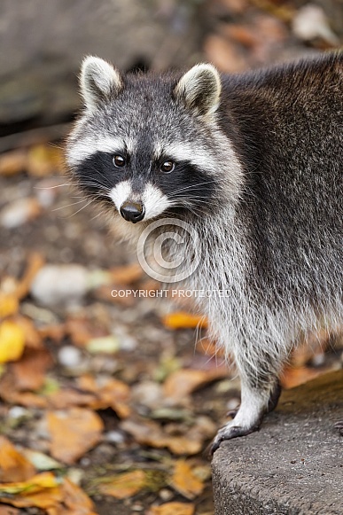 Raccoon posing
