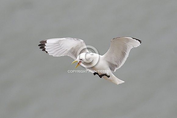 Kittiwake Kittiwake