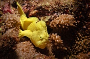 Juvenile Frog Fish