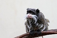 Emperor tamarin (Saguinus imperator)