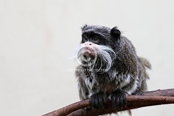 Emperor tamarin (Saguinus imperator)